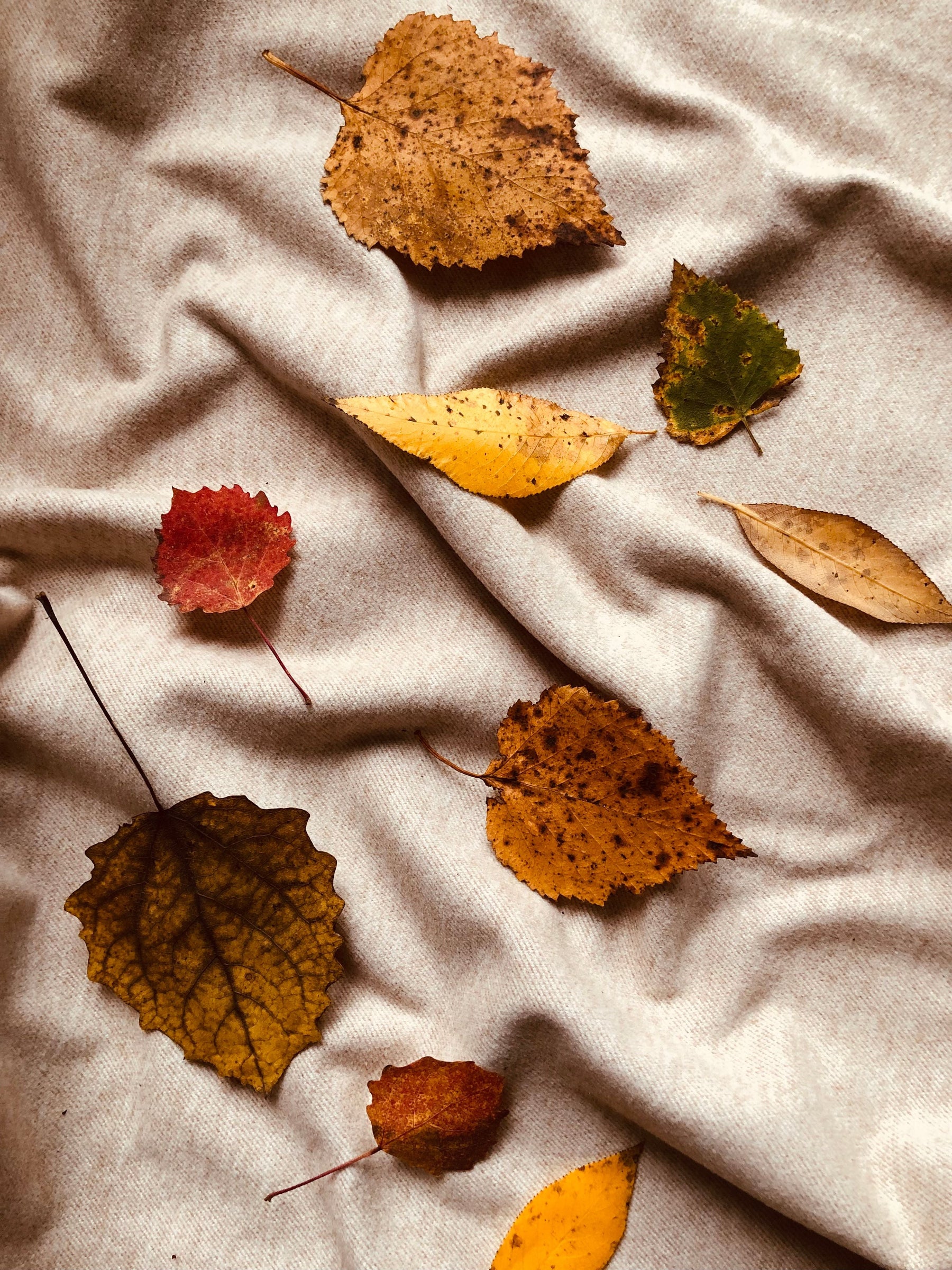 Toffee Fall Collection featuring Pumpkin Spice and Fallen Leaves candles