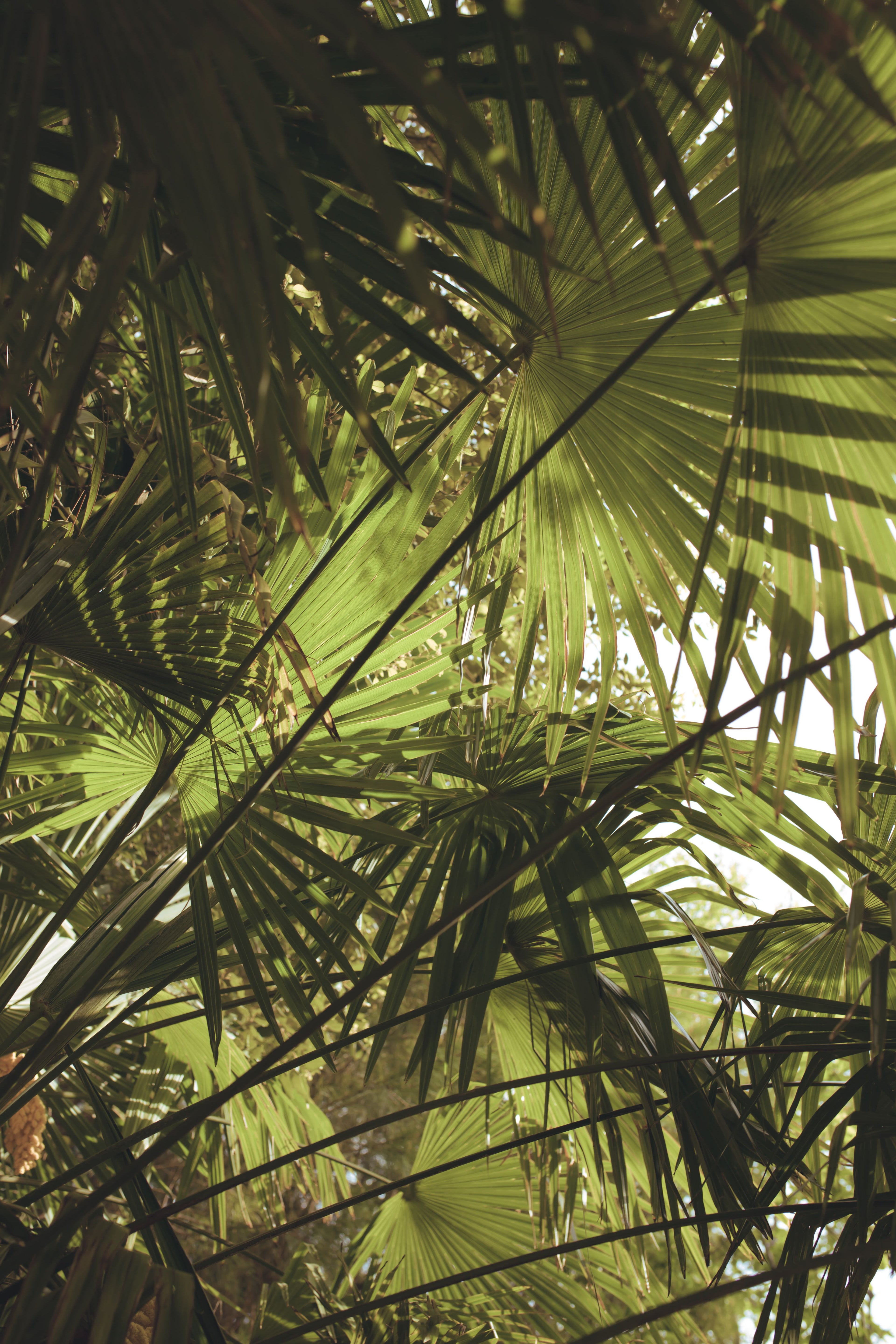 Sunlit tropical palm leaves for Sunny Escape mood