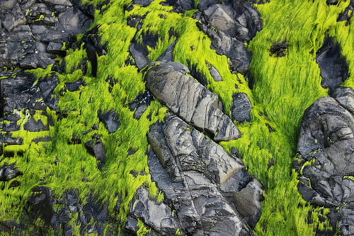 Moss-covered dark coastal rocks representing the marine, moss, vetiver and cedar notes of Black Coral & Moss