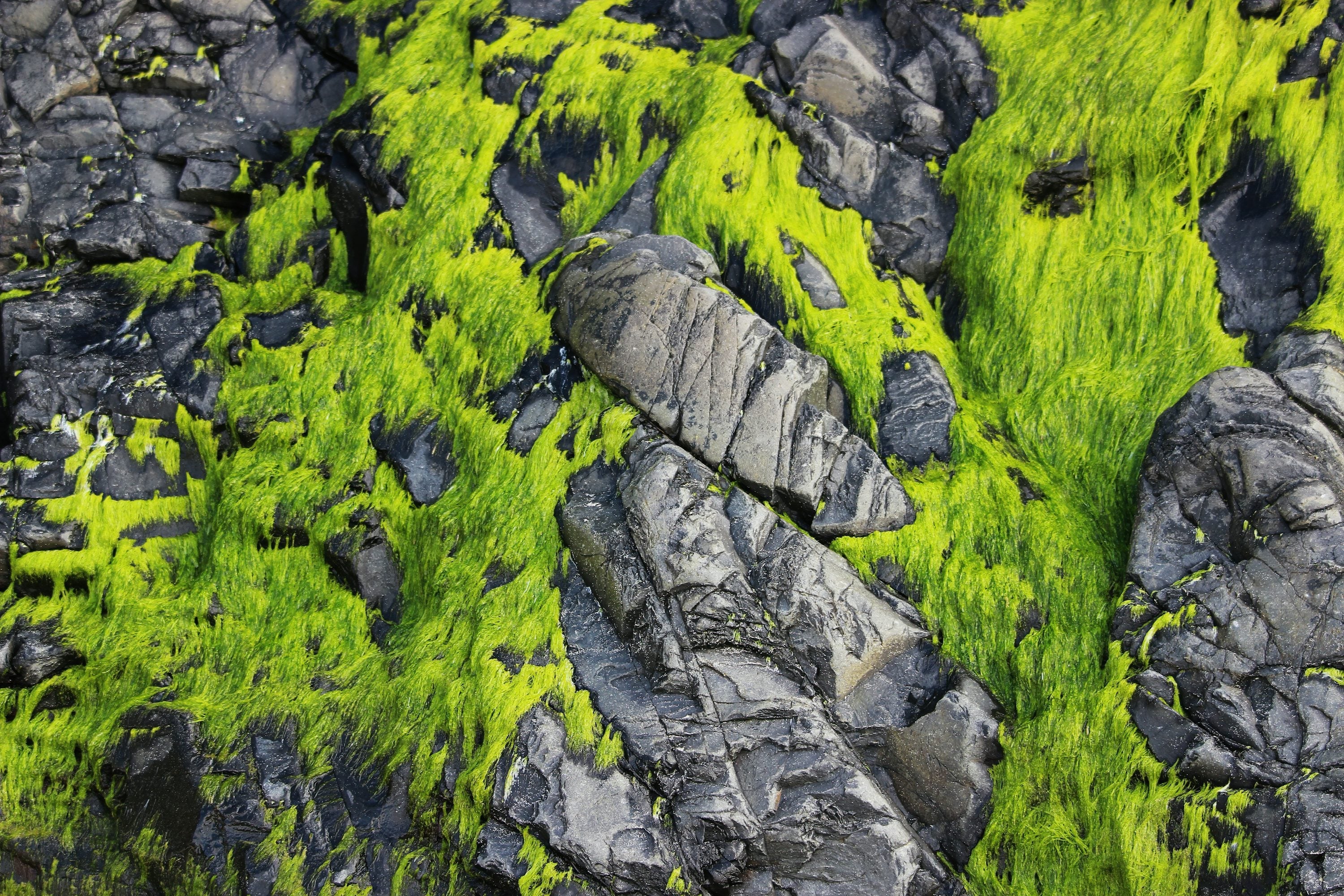 Moss-covered dark coastal rocks representing the marine, moss, vetiver and cedar notes of Black Coral & Moss