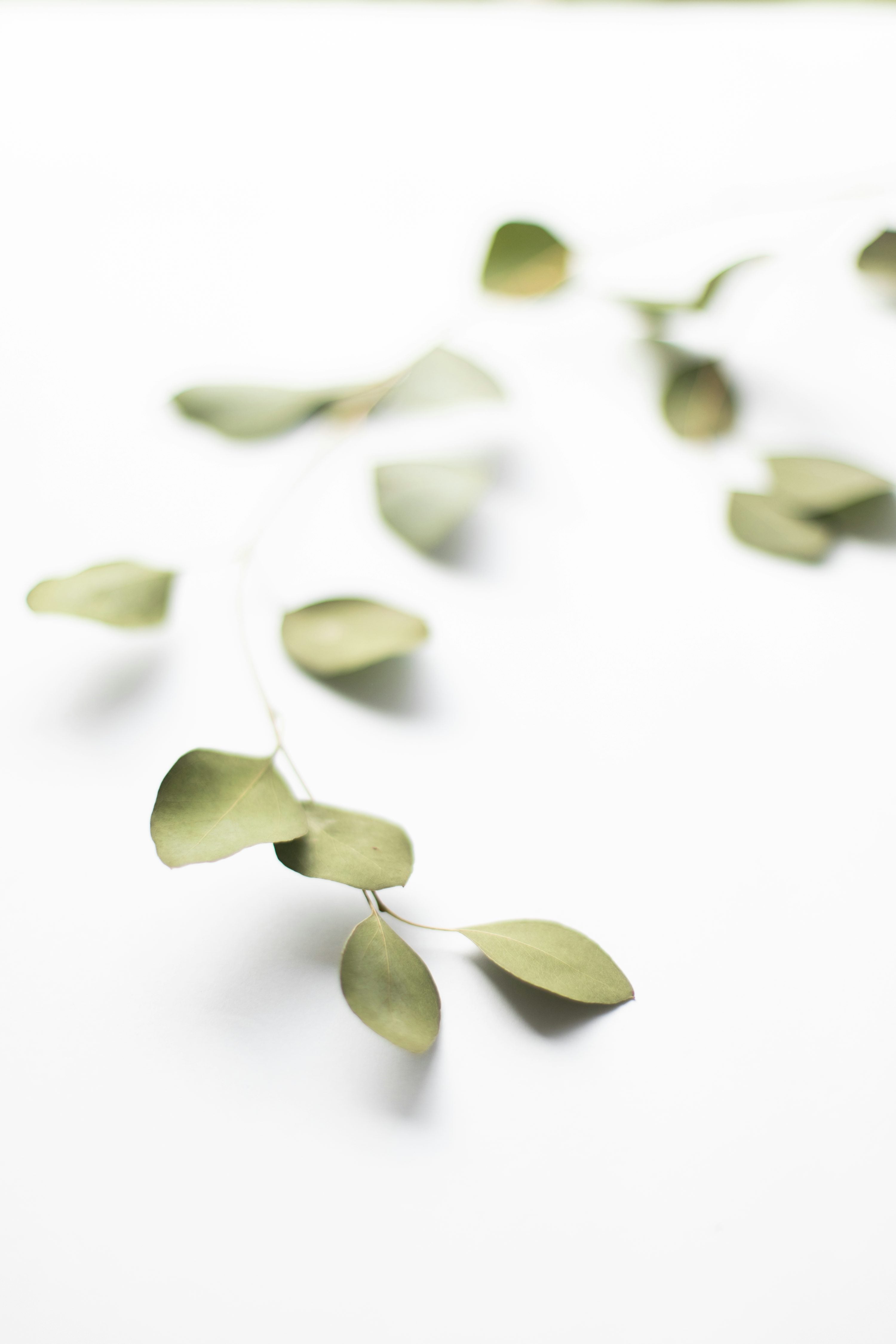 Minimal eucalyptus leaves on white representing the fresh eucalyptus and restorative notes of Spa Day